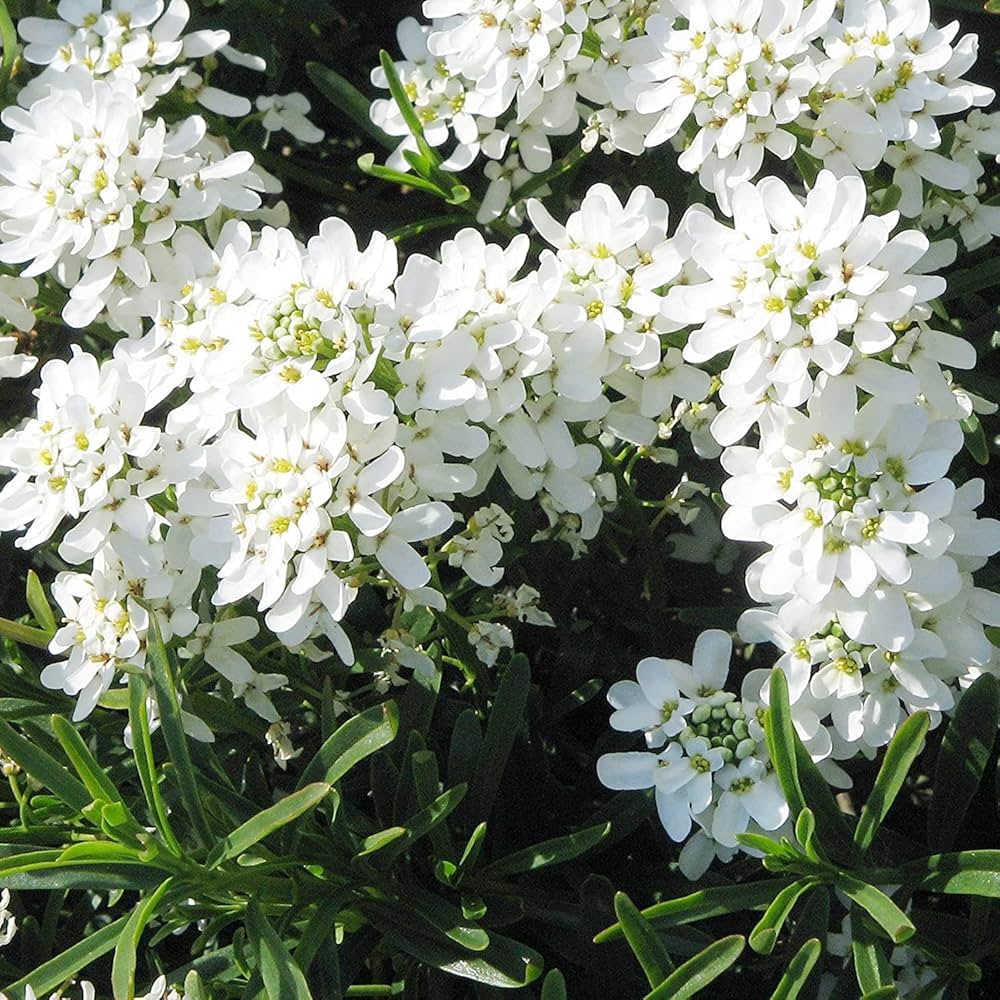 Heirloom White Candytuft Snow Flower Seeds, Non-GMO Ground Cover Blooms for Planting for planting in home garden